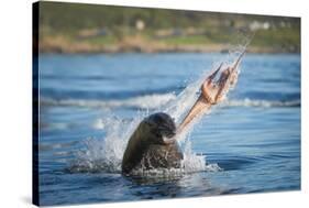 South African Fur Seal (Arctocephalus Pusillus Pusillus) Bull Breaking Apart Octopus-Wim van den Heever-Stretched Canvas