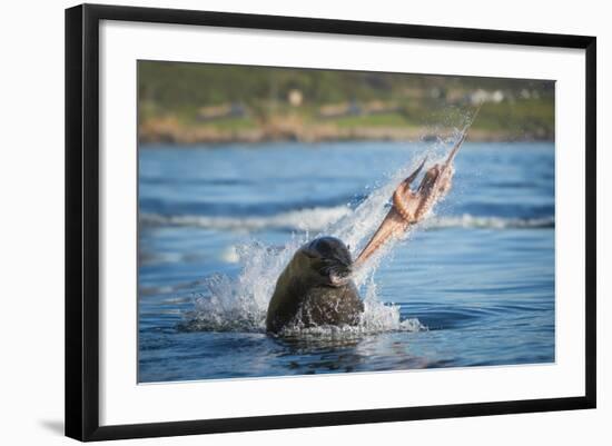 South African Fur Seal (Arctocephalus Pusillus Pusillus) Bull Breaking Apart Octopus-Wim van den Heever-Framed Photographic Print