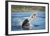 South African Fur Seal (Arctocephalus Pusillus Pusillus) Bull Breaking Apart Octopus-Wim van den Heever-Framed Photographic Print