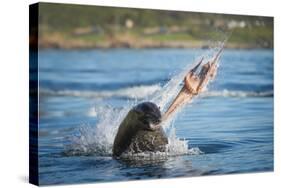 South African Fur Seal (Arctocephalus Pusillus Pusillus) Bull Breaking Apart Octopus-Wim van den Heever-Stretched Canvas