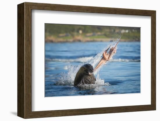 South African Fur Seal (Arctocephalus Pusillus Pusillus) Bull Breaking Apart Octopus-Wim van den Heever-Framed Photographic Print