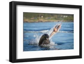 South African Fur Seal (Arctocephalus Pusillus Pusillus) Bull Breaking Apart Octopus-Wim van den Heever-Framed Photographic Print