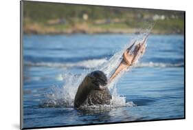 South African Fur Seal (Arctocephalus Pusillus Pusillus) Bull Breaking Apart Octopus-Wim van den Heever-Mounted Photographic Print