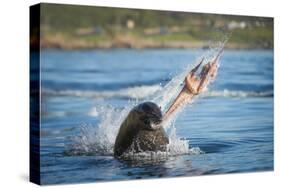 South African Fur Seal (Arctocephalus Pusillus Pusillus) Bull Breaking Apart Octopus-Wim van den Heever-Stretched Canvas