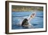 South African Fur Seal (Arctocephalus Pusillus Pusillus) Bull Breaking Apart Octopus-Wim van den Heever-Framed Photographic Print