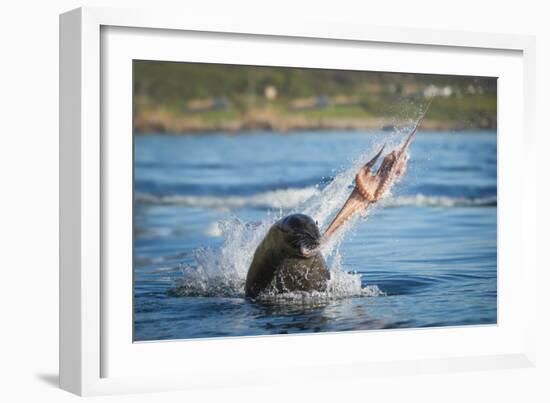 South African Fur Seal (Arctocephalus Pusillus Pusillus) Bull Breaking Apart Octopus-Wim van den Heever-Framed Photographic Print