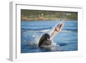 South African Fur Seal (Arctocephalus Pusillus Pusillus) Bull Breaking Apart Octopus-Wim van den Heever-Framed Photographic Print
