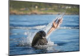 South African Fur Seal (Arctocephalus Pusillus Pusillus) Bull Breaking Apart Octopus-Wim van den Heever-Mounted Photographic Print