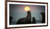 South African Fur Seal (Arctocephalus Pusillus Pusillus) with Setting Sun, Walvis Bay, Namibia-Wim van den Heever-Framed Photographic Print