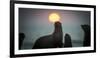 South African Fur Seal (Arctocephalus Pusillus Pusillus) with Setting Sun, Walvis Bay, Namibia-Wim van den Heever-Framed Photographic Print