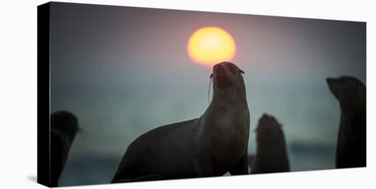 South African Fur Seal (Arctocephalus Pusillus Pusillus) with Setting Sun, Walvis Bay, Namibia-Wim van den Heever-Stretched Canvas