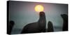 South African Fur Seal (Arctocephalus Pusillus Pusillus) with Setting Sun, Walvis Bay, Namibia-Wim van den Heever-Stretched Canvas