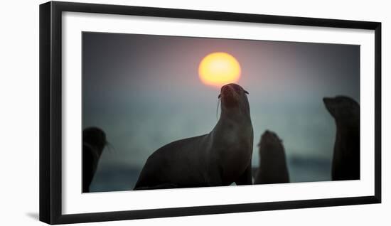 South African Fur Seal (Arctocephalus Pusillus Pusillus) with Setting Sun, Walvis Bay, Namibia-Wim van den Heever-Framed Premium Photographic Print