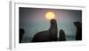 South African Fur Seal (Arctocephalus Pusillus Pusillus) with Setting Sun, Walvis Bay, Namibia-Wim van den Heever-Framed Premium Photographic Print