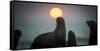 South African Fur Seal (Arctocephalus Pusillus Pusillus) with Setting Sun, Walvis Bay, Namibia-Wim van den Heever-Framed Stretched Canvas