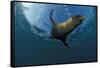 South African Fur Seal Swimming (Arctocephalus Pusillus Pusillus), South Africa.-Reinhard Dirscherl-Framed Stretched Canvas