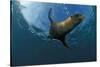 South African Fur Seal Swimming (Arctocephalus Pusillus Pusillus), South Africa.-Reinhard Dirscherl-Stretched Canvas