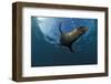 South African Fur Seal Swimming (Arctocephalus Pusillus Pusillus), South Africa.-Reinhard Dirscherl-Framed Photographic Print