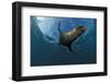 South African Fur Seal Swimming (Arctocephalus Pusillus Pusillus), South Africa.-Reinhard Dirscherl-Framed Photographic Print