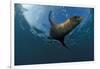 South African Fur Seal Swimming (Arctocephalus Pusillus Pusillus), South Africa.-Reinhard Dirscherl-Framed Photographic Print