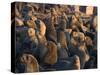 South African Fur Seals, Arcotocephalus Pusillus, Cape Cross, Namibia, Africa-Thorsten Milse-Stretched Canvas