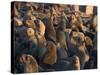 South African Fur Seals, Arcotocephalus Pusillus, Cape Cross, Namibia, Africa-Thorsten Milse-Stretched Canvas