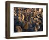 South African Fur Seals, Arcotocephalus Pusillus, Cape Cross, Namibia, Africa-Thorsten Milse-Framed Photographic Print