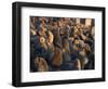 South African Fur Seals, Arcotocephalus Pusillus, Cape Cross, Namibia, Africa-Thorsten Milse-Framed Photographic Print