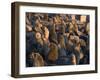 South African Fur Seals, Arcotocephalus Pusillus, Cape Cross, Namibia, Africa-Thorsten Milse-Framed Photographic Print