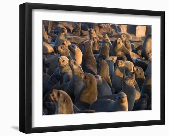 South African Fur Seals, Arcotocephalus Pusillus, Cape Cross, Namibia, Africa-Thorsten Milse-Framed Photographic Print