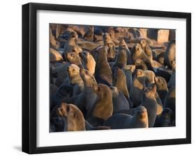 South African Fur Seals, Arcotocephalus Pusillus, Cape Cross, Namibia, Africa-Thorsten Milse-Framed Photographic Print