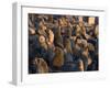 South African Fur Seals, Arcotocephalus Pusillus, Cape Cross, Namibia, Africa-Thorsten Milse-Framed Photographic Print