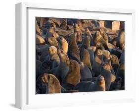 South African Fur Seals, Arcotocephalus Pusillus, Cape Cross, Namibia, Africa-Thorsten Milse-Framed Photographic Print