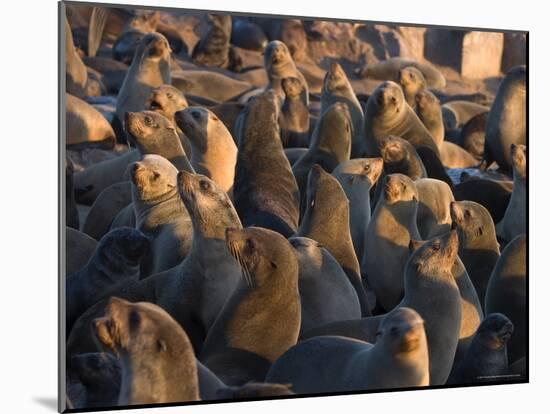 South African Fur Seals, Arcotocephalus Pusillus, Cape Cross, Namibia, Africa-Thorsten Milse-Mounted Photographic Print