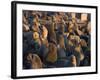 South African Fur Seals, Arcotocephalus Pusillus, Cape Cross, Namibia, Africa-Thorsten Milse-Framed Photographic Print