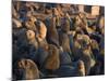 South African Fur Seals, Arcotocephalus Pusillus, Cape Cross, Namibia, Africa-Thorsten Milse-Mounted Photographic Print