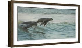 South African Fur Seals (Arctocephalus Pusillus Pusillus) Surfing Out on Wave. Walvisbay, Namibia-Wim van den Heever-Framed Photographic Print