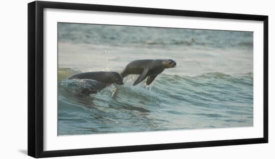 South African Fur Seals (Arctocephalus Pusillus Pusillus) Surfing Out on Wave. Walvisbay, Namibia-Wim van den Heever-Framed Photographic Print