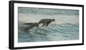 South African Fur Seals (Arctocephalus Pusillus Pusillus) Surfing Out on Wave. Walvisbay, Namibia-Wim van den Heever-Framed Photographic Print