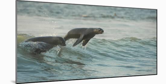 South African Fur Seals (Arctocephalus Pusillus Pusillus) Surfing Out on Wave. Walvisbay, Namibia-Wim van den Heever-Mounted Photographic Print