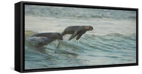 South African Fur Seals (Arctocephalus Pusillus Pusillus) Surfing Out on Wave. Walvisbay, Namibia-Wim van den Heever-Framed Stretched Canvas