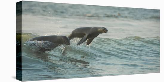 South African Fur Seals (Arctocephalus Pusillus Pusillus) Surfing Out on Wave. Walvisbay, Namibia-Wim van den Heever-Stretched Canvas