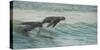 South African Fur Seals (Arctocephalus Pusillus Pusillus) Surfing Out on Wave. Walvisbay, Namibia-Wim van den Heever-Stretched Canvas