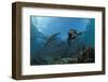 South African Fur Seals Swimming (Arctocephalus Pusillus Pusillus), South Africa.-Reinhard Dirscherl-Framed Photographic Print