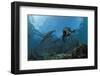 South African Fur Seals Swimming (Arctocephalus Pusillus Pusillus), South Africa.-Reinhard Dirscherl-Framed Photographic Print