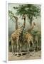 South African Giraffes-null-Framed Giclee Print