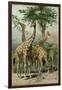 South African Giraffes-null-Framed Giclee Print