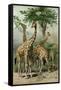 South African Giraffes-null-Framed Stretched Canvas