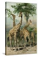 South African Giraffes-null-Stretched Canvas