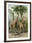 South African Giraffes-null-Framed Giclee Print